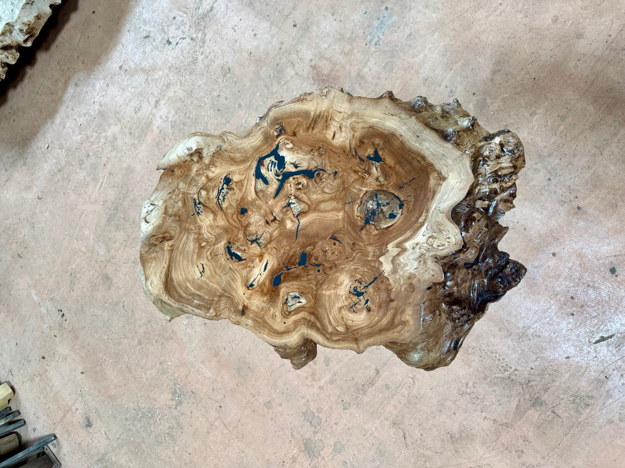 Table basse en rondelle de bois d'orme galeux