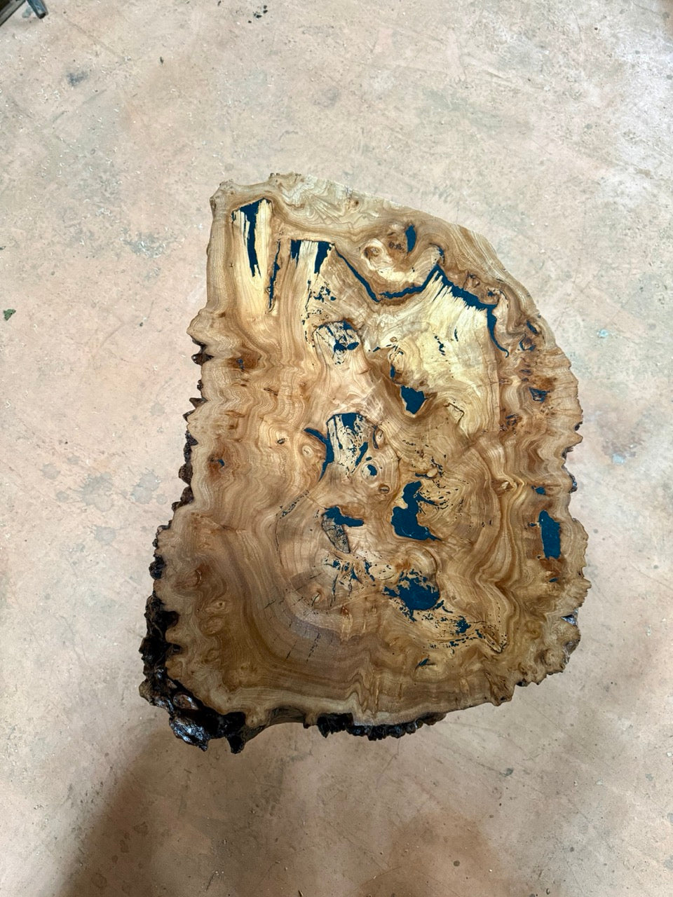 Table basse en rondelle de bois d'orme galeux