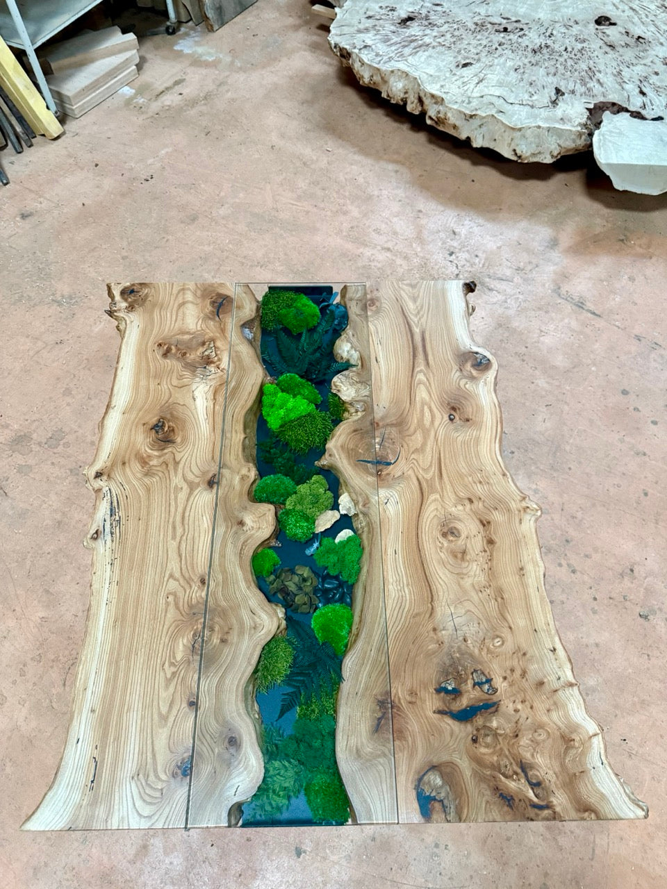 Table basse en bois d'orme et végétaux stabilisés