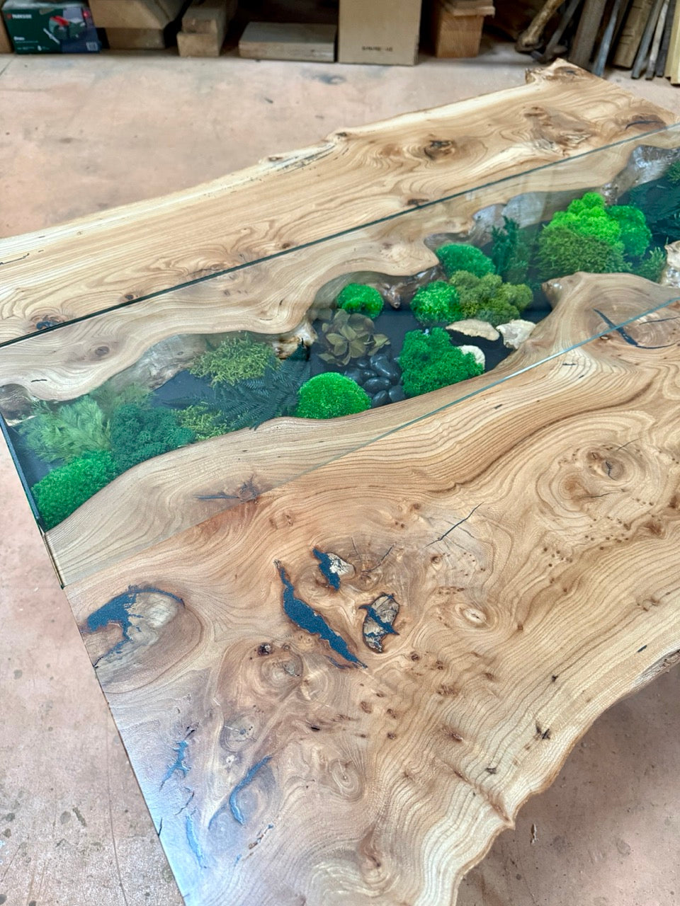 Table basse en bois d'orme et végétaux stabilisés